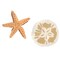 Starfish and Sand Dollar Wall Stencil | 3594 by Designer Stencils | Outdoor Stencils | Reusable Art Craft Stencils for Painting on Walls, Canvas, Wood | Reusable Plastic Paint Stencil for Home Makeover | Easy to Use & Clean Art Stencil